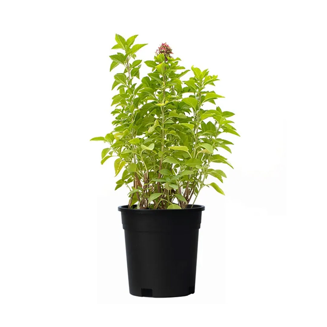 Rehan Herb Persian Basil MyGreenLeaf Buy Indoor Outdoor