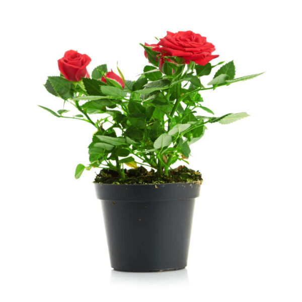 Rose Plant