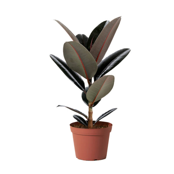 Rubber Plant