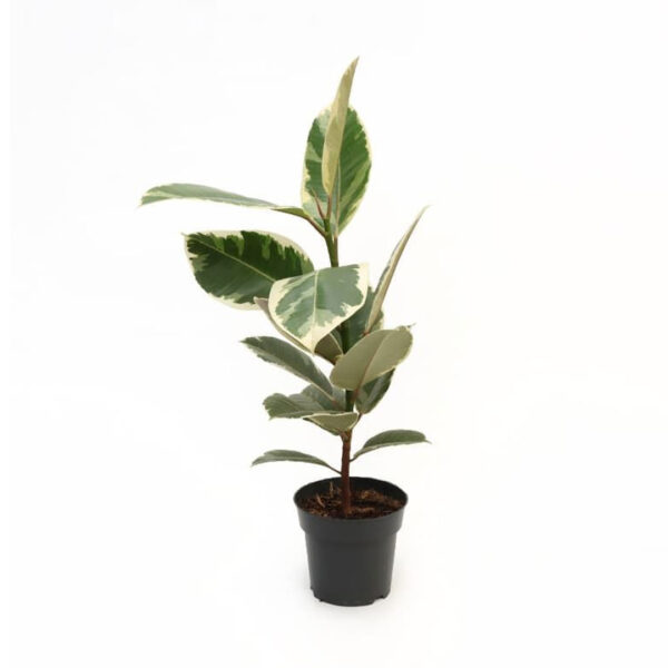 Rubber plant Tineke