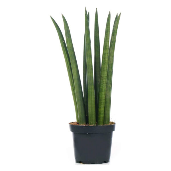 Sansevieria Cylindrica African Spear