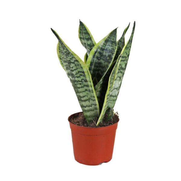 Snake Plant