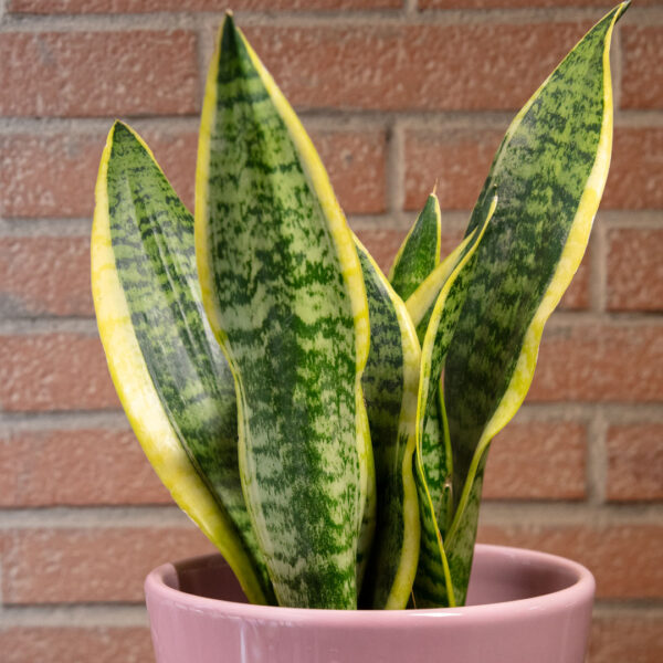 Snake Plant - Image 2