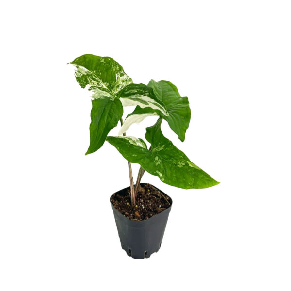 Syngonium Albo