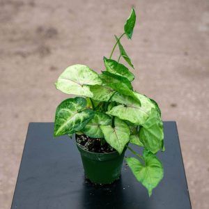 Syngonium Pixie Plant