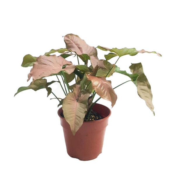 Syngonium pink Arrowhead Plant