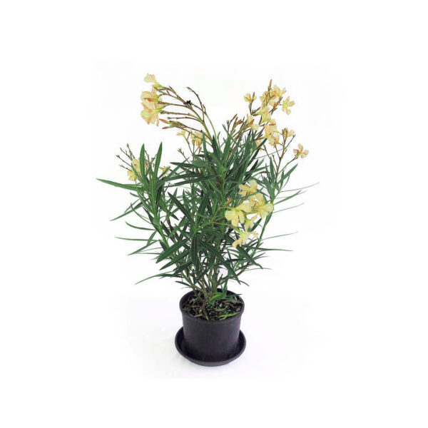 Yellow Oleander