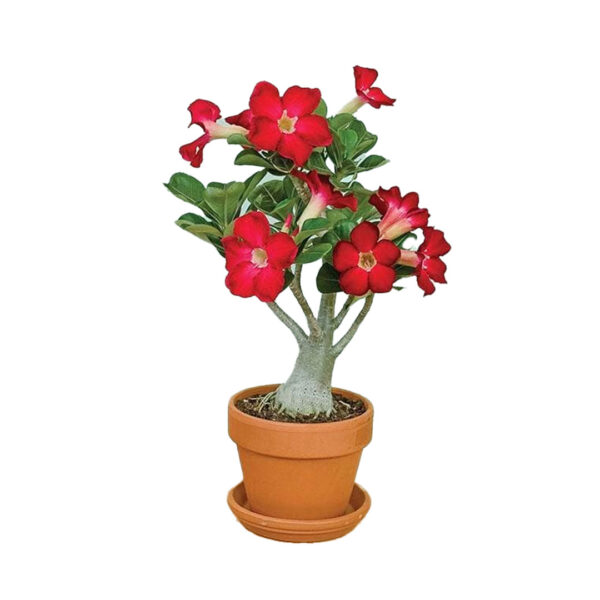 Adenium Obesum