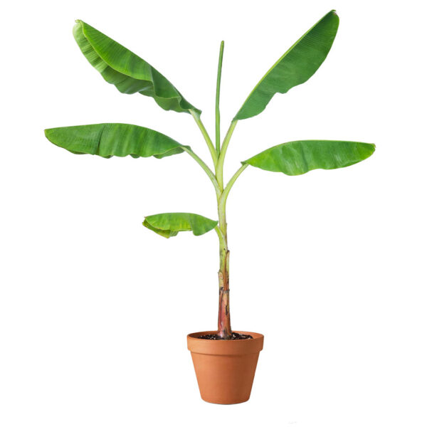 banana plant 1