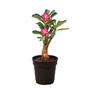 Desert Rose