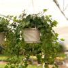 english ivy hanging