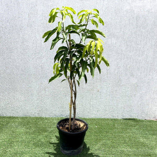 mango tree 1