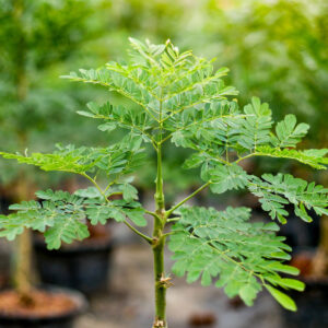 moringa tree