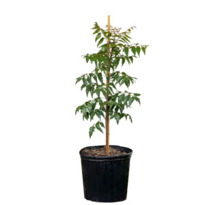 neem tree