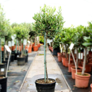 olive tree