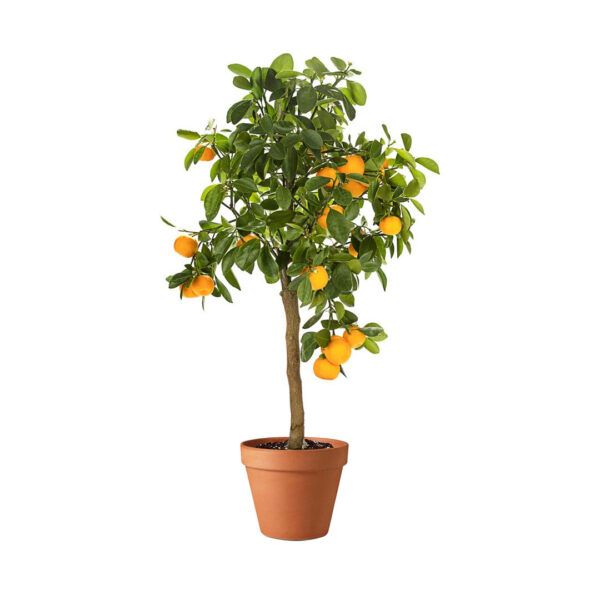 orange tree 1