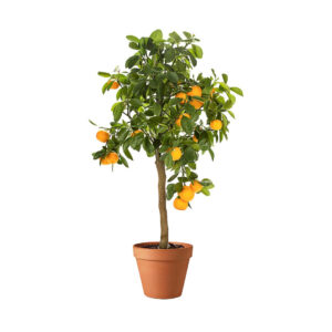 Buy orange tree, live orange plant