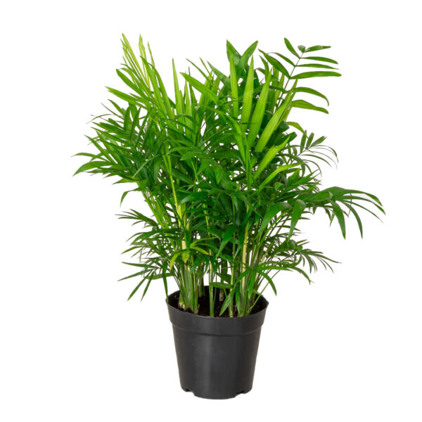 parlor palm