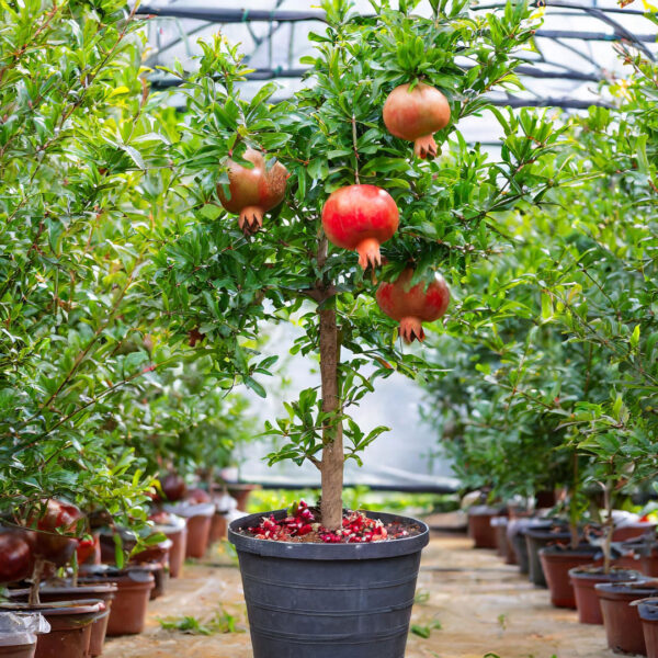 pomegranate tree 1
