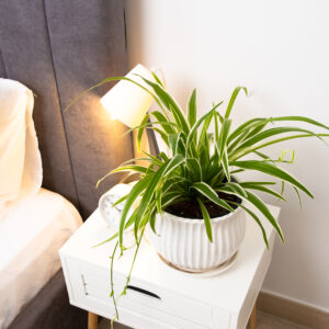 Spider plant