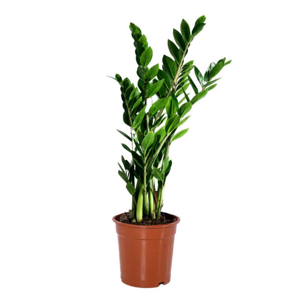 ZZ plant