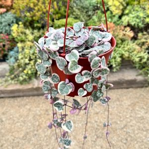 String of Hearts Plant / Ceropegia Woodii