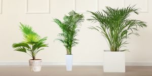 Areca Palm cost