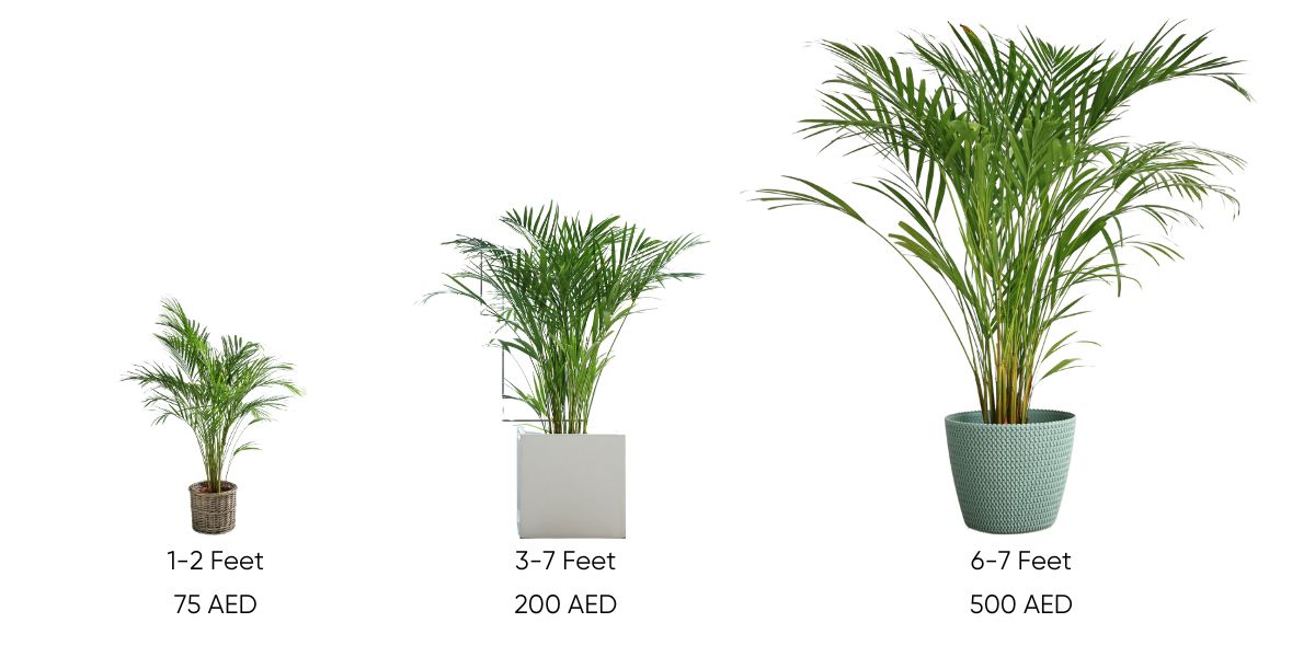 Areca Palm plant cost