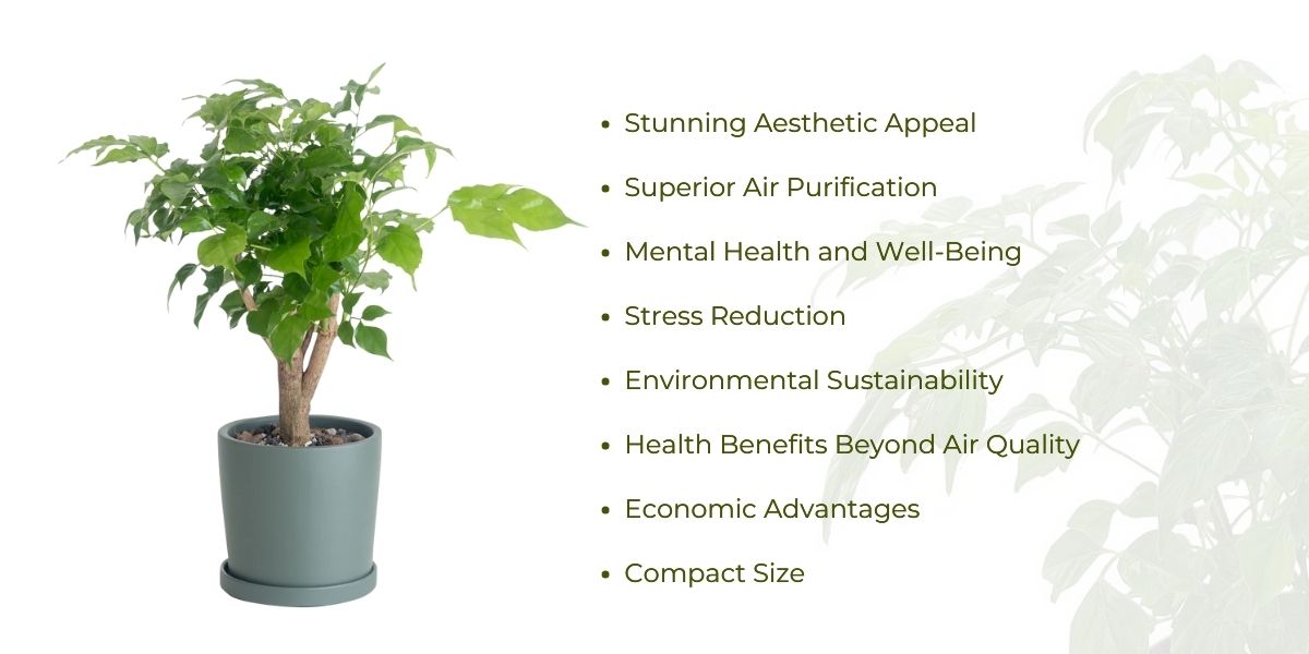 Benefits of China doll plant