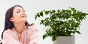 China doll plant benefits