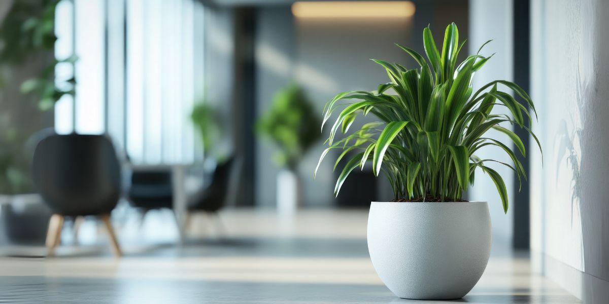 Six indoor office plants