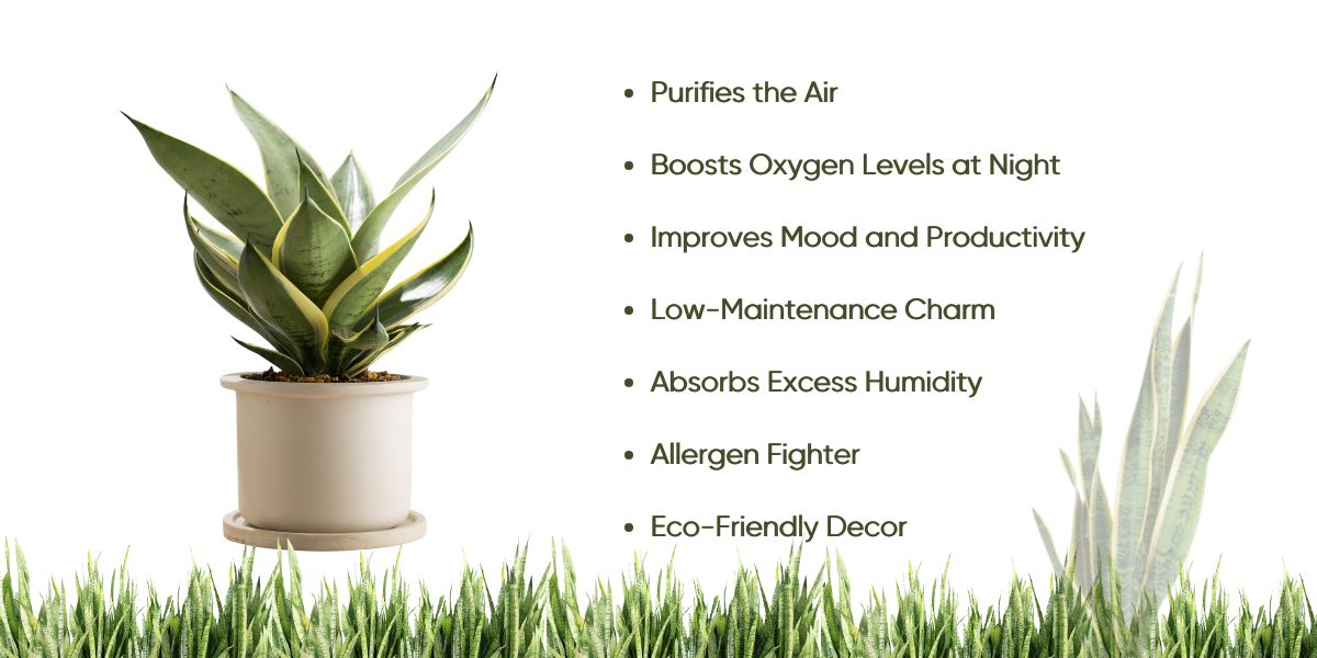 Benefits of Snake plant