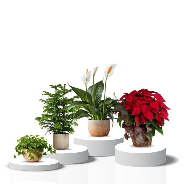 Christmas plants combo