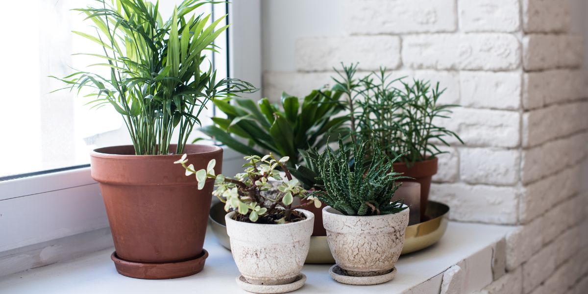 Indoor plants cost