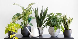 Indoor plants price