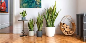 Snake plant benefits