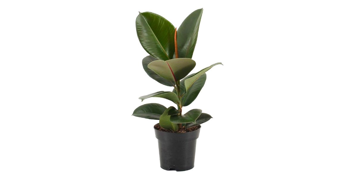 Types of rubber plant