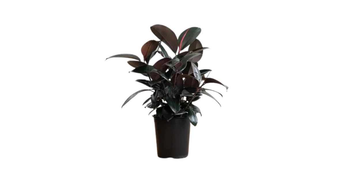 Types of rubber plants