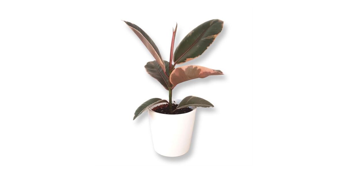 different types of rubber plants