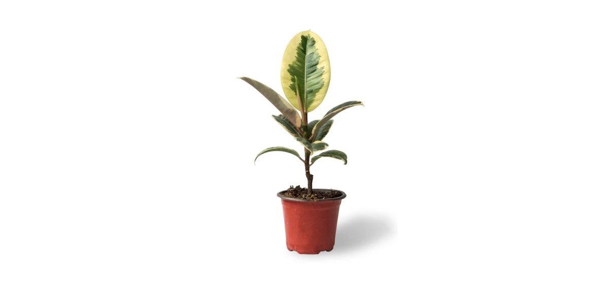 different types of rubber tree plant