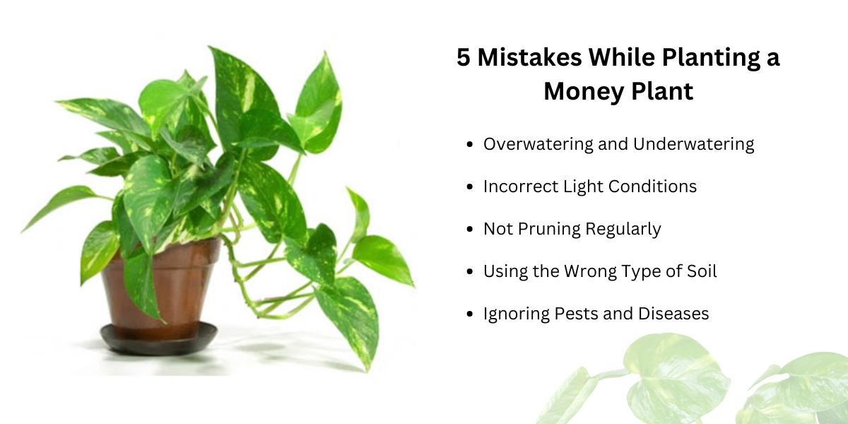 avoid mistakes while planting money plant