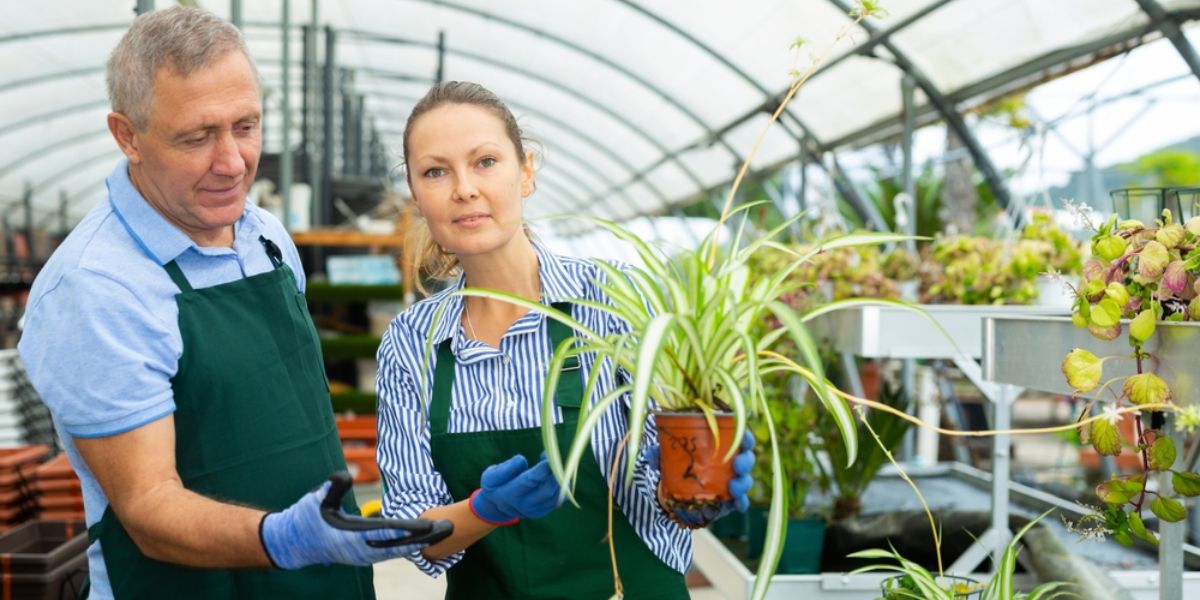 care for spider plants