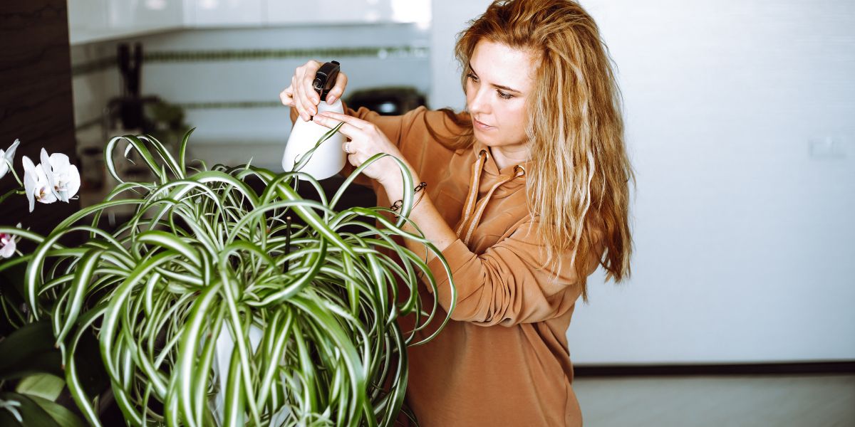 how to care for spider plants