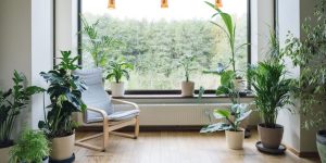 importance of indoor plants​