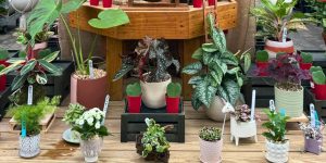 indoor plants for valentine's day