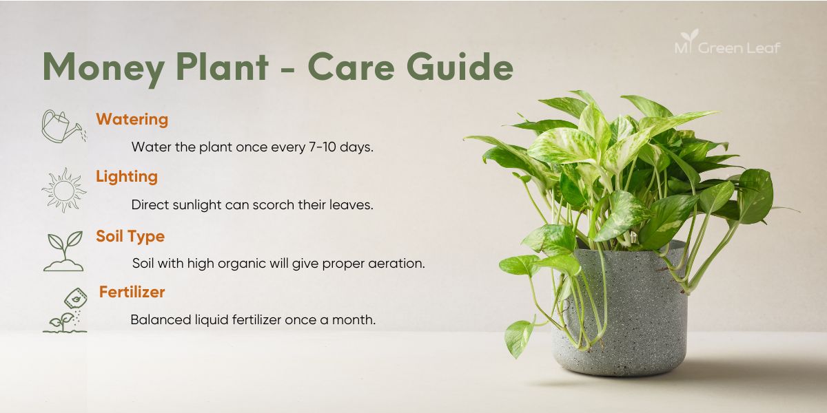 Money plant care guide