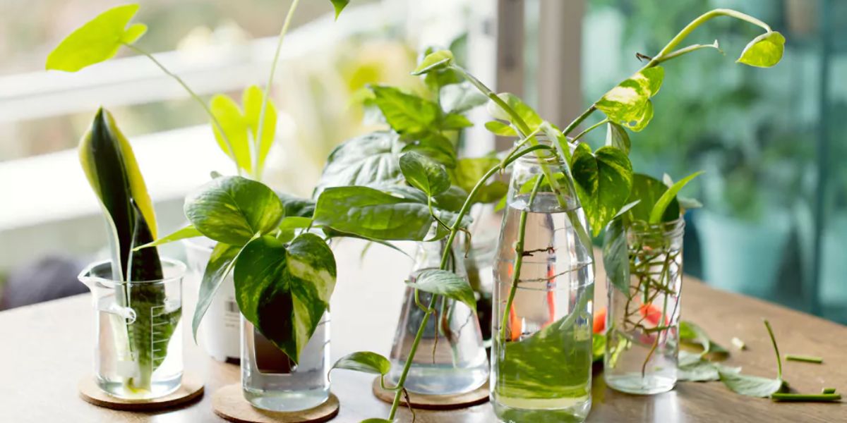 how to care for Money plant